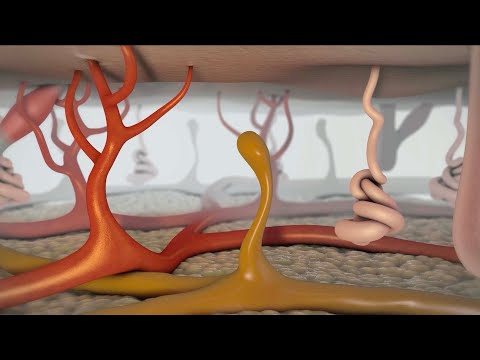 Homeostasis: How Your Body Stays in Balance with its Environment