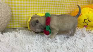 ハーフ犬の動画01