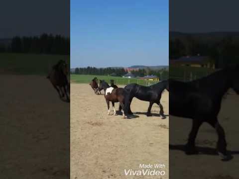 Žemaitukai Django back in town