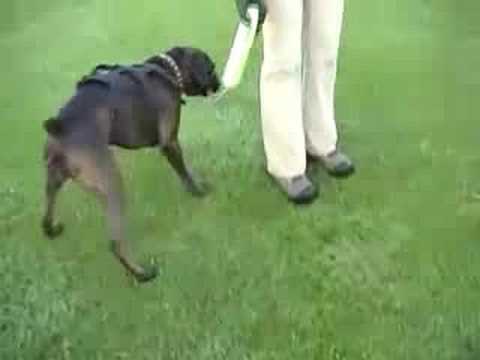 banger and saucy : cricket pitch