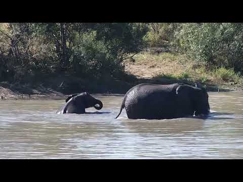 Djuma: Elephant water play time - 13:02 - 06/12/2023