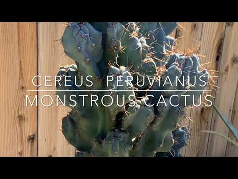 Cereus Peruvianus Monstrous Cactus