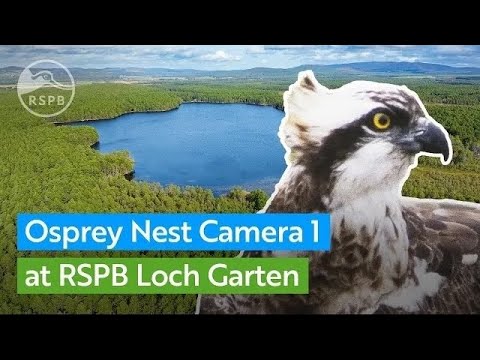 Live Osprey nest (zoom camera) | RSPB Loch Garten