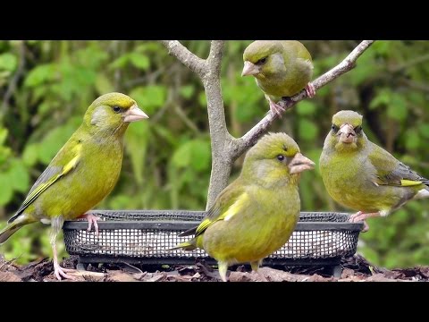 Greenfinch Birds Invasion