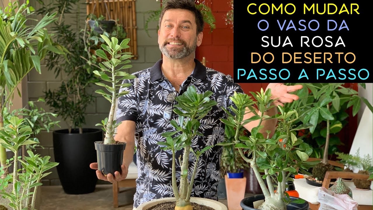 Como Mudar a Sua Rosa do Deserto de Vaso Passo a Passo