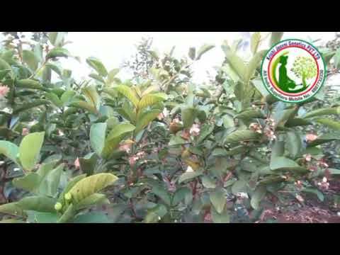 Guava plant variety L 49