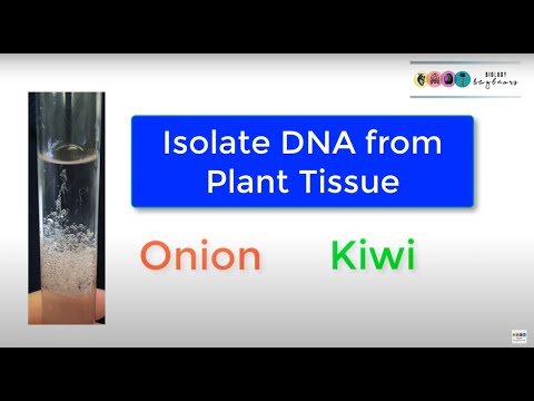 DNA Practical-Isolate DNA from Plant Tissue-Biology Bugbears DNA Practical