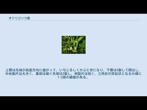 ジャイアントオドリコソウ 植物