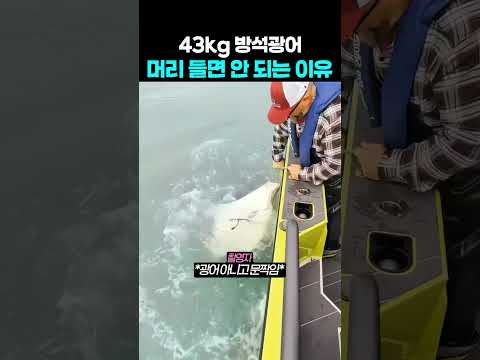 43kg 방석광어 머리 들면 안 되는 이유