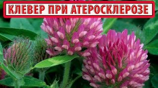 Чем полезен клевер красный луговой