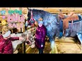 BROWSING THE BIG SPRING HORSE SALE