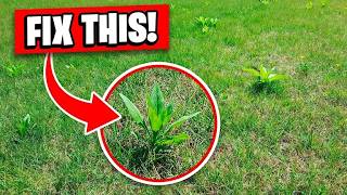 Destroy Lawn Weeds in 48 Hours!