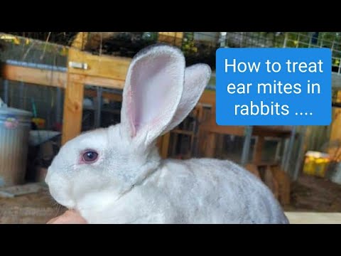 Treating Ear/ skin mites in rabbits