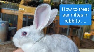 Treating Ear/ skin mites in rabbits