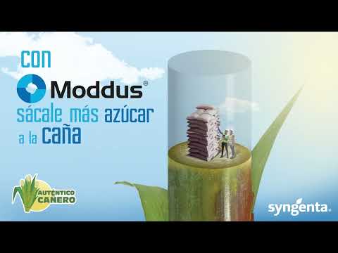 Con Moddus de #SyngentaMx.
