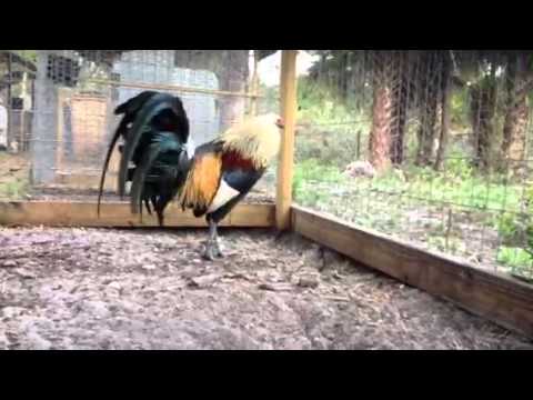 Leiper hatch regular grey