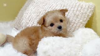 ハーフ犬の動画01