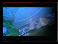 La Belle Et Le Clochard Bande Annonce Officielle FR