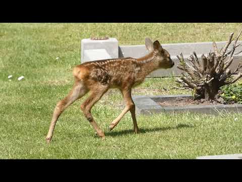 Reekalfjes op Selwerderhof