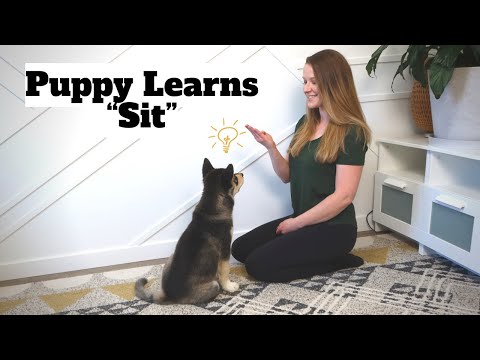How to Train Your Puppy to Sit: Step-By-Step Tutorial