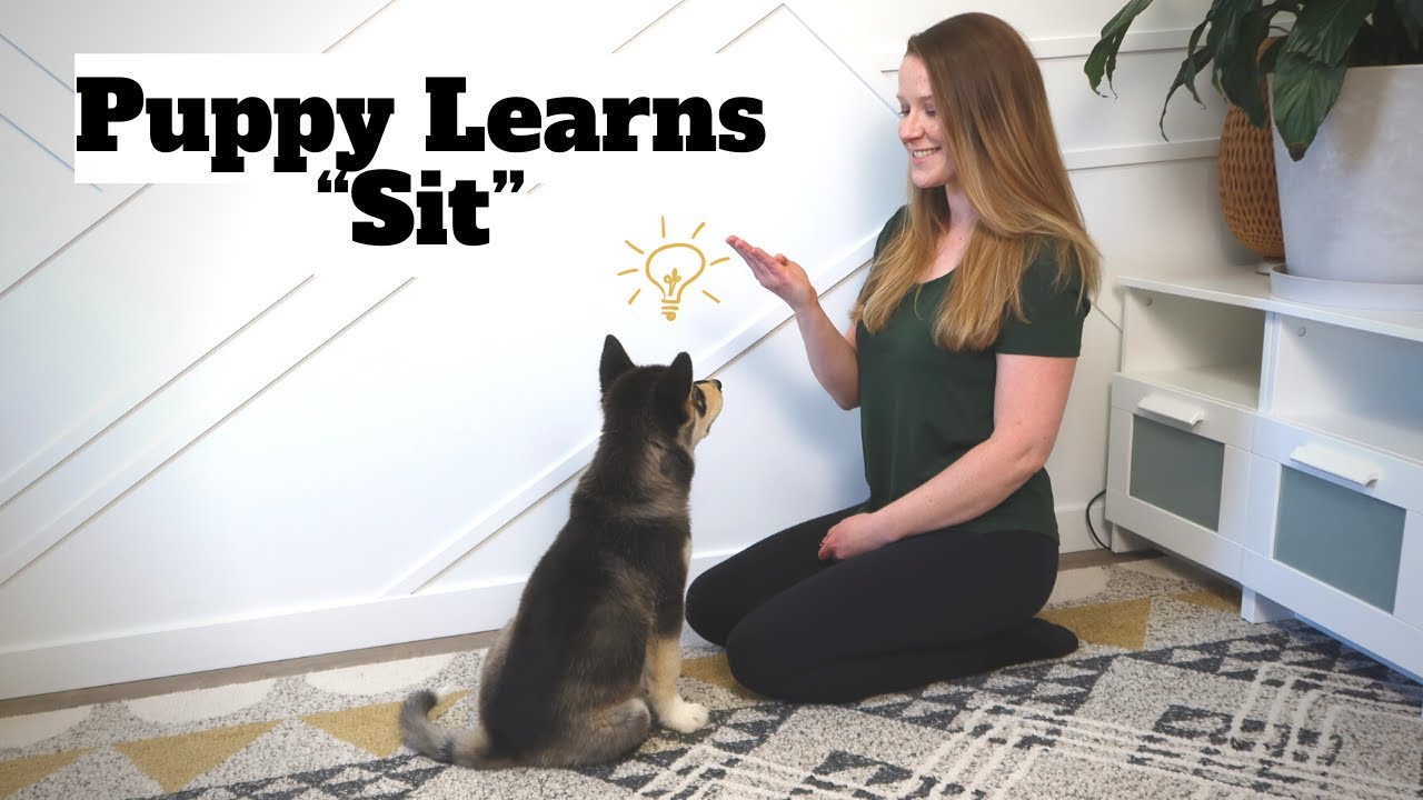 How to Train Your Puppy to Sit: Step-By-Step Tutorial