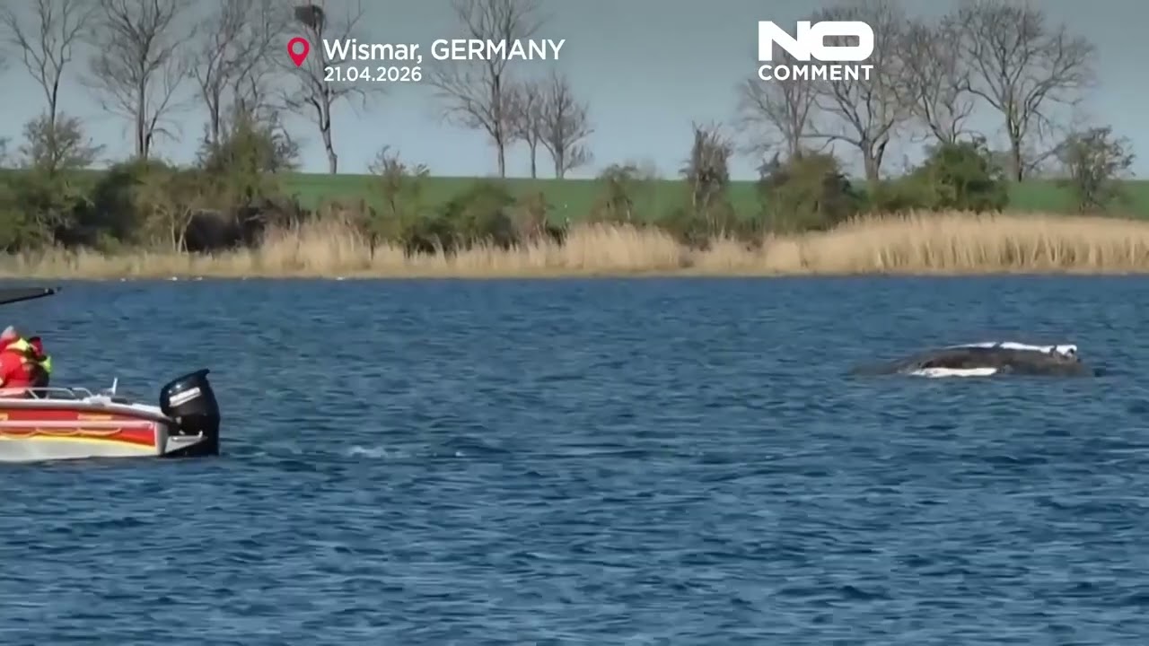 29 días después: el rescate de la ballena Timmy entra en su momento decisivo