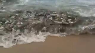 preview picture of video 'Fish Feeding Frenzy - Los Barriles'