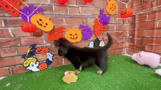 ミニチュアダックスの動画01