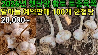 <b class="sch_word">2</b>0<b class="sch_word">2</b>6 햇 단양황토 토종육쪽 밭마늘 예약판매 합니다 