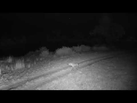 Djuma: Lone Hyena walking towards the lodge - 18:08 - 05/11/2023