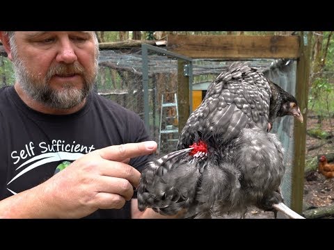 download lagu mp3 mp4 Chicken Stop Online, download lagu Chicken Stop Online gratis, unduh video klip Chicken Stop Online