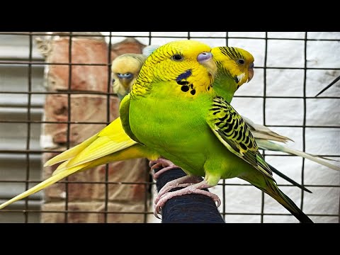 "4 Hours of Budgies Singing & Dancing | Relaxing Aviary Sounds"