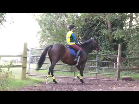 YouTube video about: What does hack mean in horse riding?