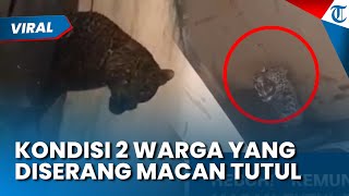 Kondisi 2 Warga yang Diserang Macan Tutul di Pacet Bandung Terungkap, Kini dalam Masa Pemulihan