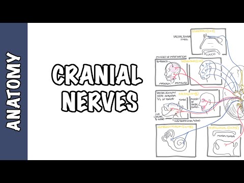 Anatomy - Cranial Nerves Overview