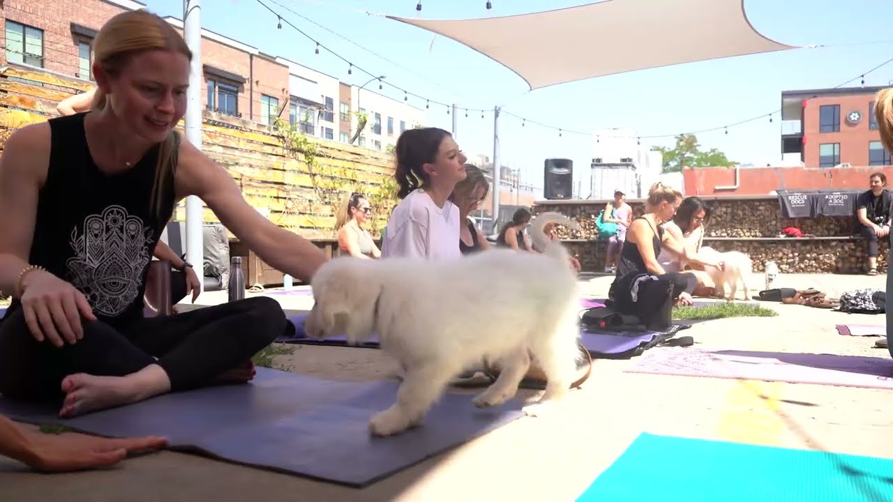 Adoptable Puppy Yoga with Denver Yoga Social