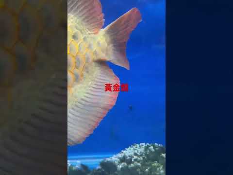 黃金龍魚
