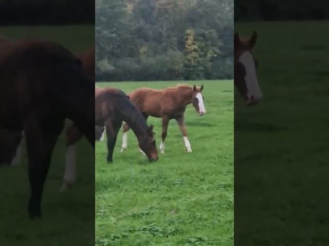 SPLENDIDE FOAL MALE CSO