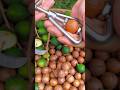 Macadamia Nuts Very Fresh Satisfying Shorts Fresh