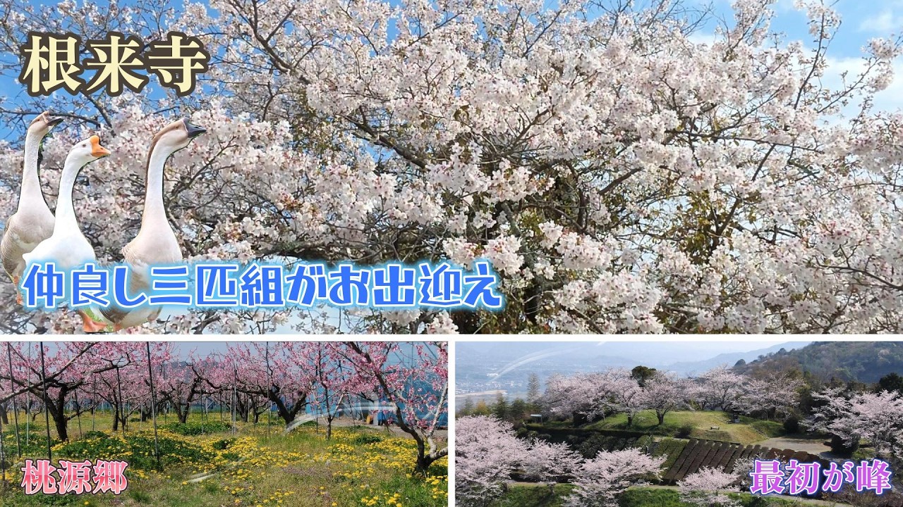 岩出市根来寺の桜 紀の川市最初ヶ峰の桜・桃源郷の桃の花