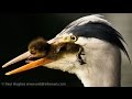 Mother Ducks That Can T Save Their Babies From A Heron That Likes To Eat Ducklings In Breed Seasons