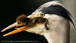 Heron eat ducklings in front of distraught and attacking mother ducks