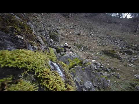 GLOBALink | Wild panda filmed gobbling up meat in NW China's Shaanxi