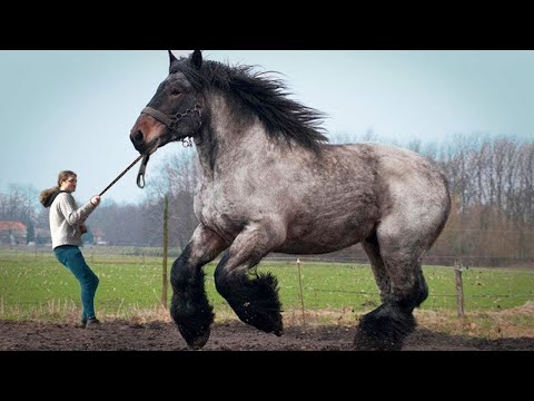 , title : 'أكبر سلالات الخيول في العالم .. خيول باحجام لا تصدق !!'