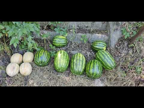 Daljsko ljeto na Dunavu 2022 - Dalj summer on the Danube 2022