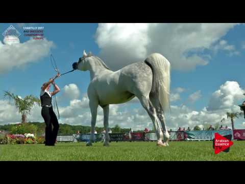 N.85 LAWRENCE EL GAZAL - Chantilly 2017 European BC - 7 Years Old and Older Stallions (Class 9)