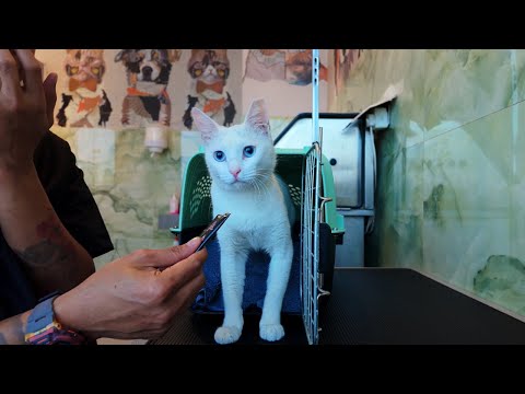 Jasmine is a rescue cat  Very First wash!!! 🤍🤍🤍