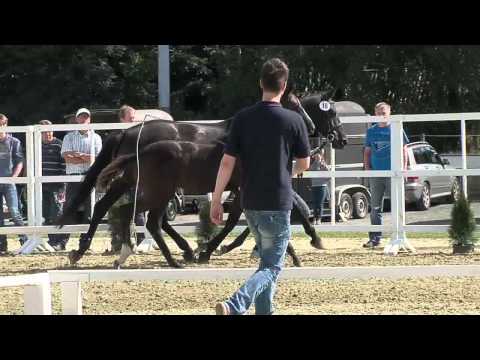 Stf v Danciano x King Arthur x Continue