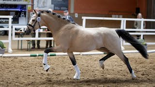 Video of Crown Dramatic