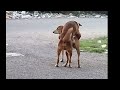 Dog Sex